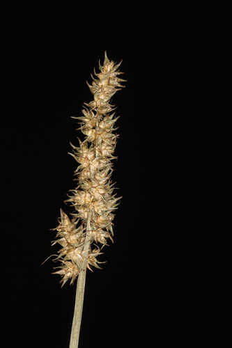 Carex stipata var. stipata #1